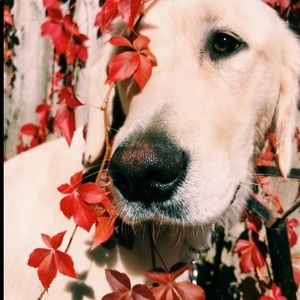 Meet your Posher, Kirsten